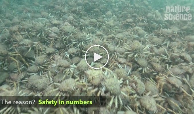Миграция нескольких тысяч морских крабов в Австралии