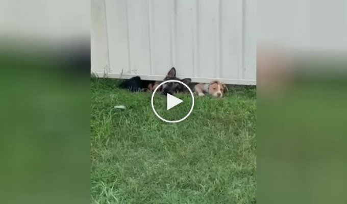 Curious dogs who want to know what their neighbor is doing