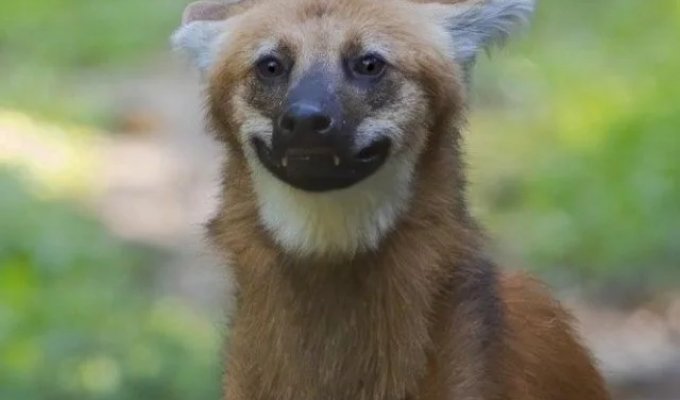 Гуара — самый забавный и несуразный волк (3 фото)