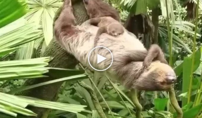 Ленивец отдыхает в обратной планке