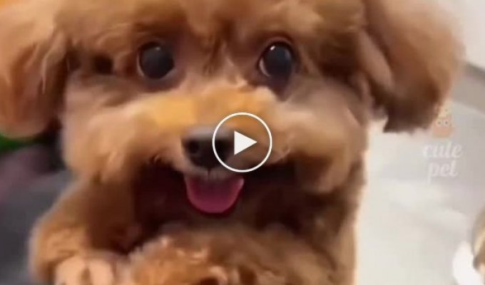 The cutest video you'll watch today