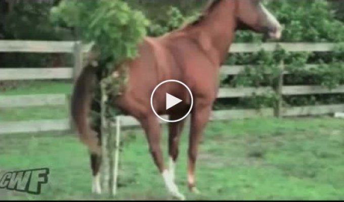 Как лошади чешут себе попу