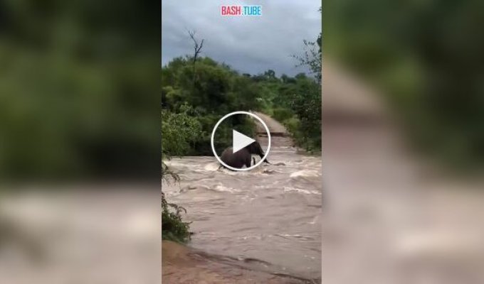 Мощные наводнения в ЮАР: мать-слониха героически спасла детеныша из бурной реки