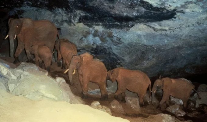 Cave Elephants: For Thousands of Years, These Giants Have Been Descending into Ancient Caves for a Special Purpose (8 photos)