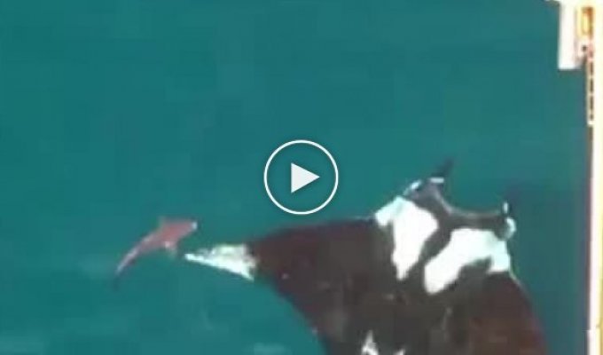 Скат манта - красивый и таинственный гигант с глубин океана