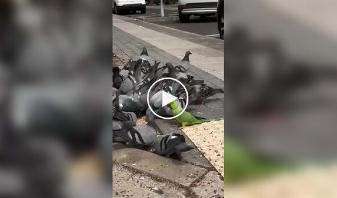 Свой среди чужих