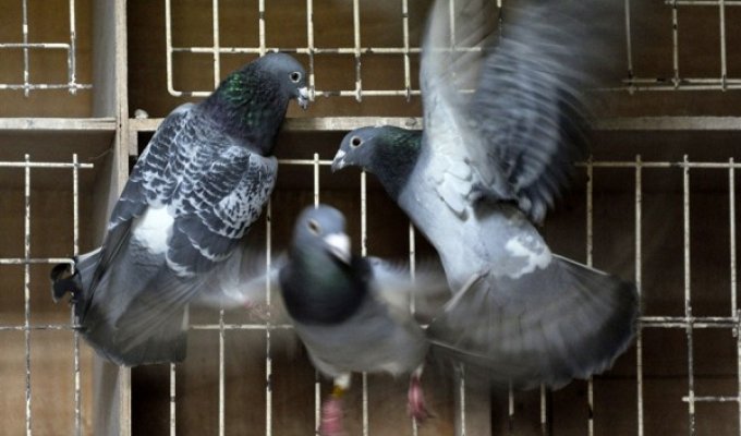 Выращивание бельгийских спортивных голубей - национальное хобби бельгийцев (4 фото)