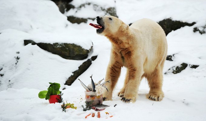 Белый медведь Кнут отметил четырехлетие (7 фото)