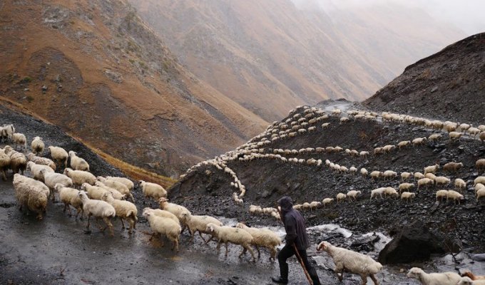 Перегон овец на Кавказе (13 фото)