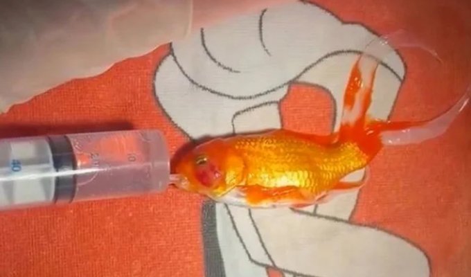 A 17-Year-Old Goldfish with a Malignant Tumor Was Operated on in Ireland Under Anesthesia and Mechanical Ventilation (3 photos)