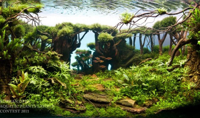 Конкурс дизайна растительных аквариумных композиций 2011 (41 фото)