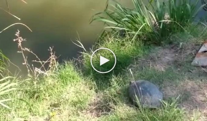 Невероятный прыжок черепахи в воду