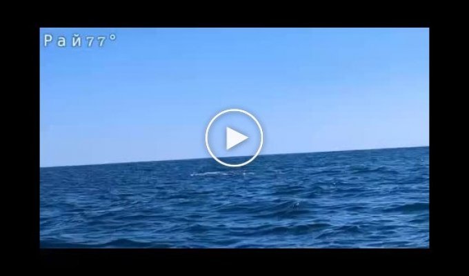 Seal fleeing from shark twice nearly knocked kayaker off boat - video