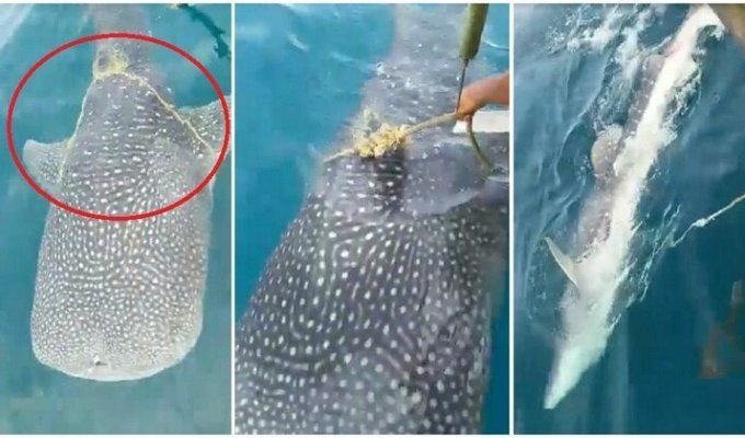 A whale shark swam to the fishermen for help (3 photos + 1 video)