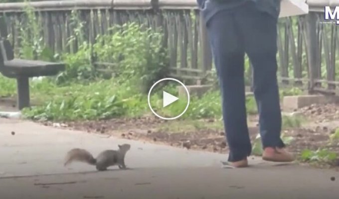 A squirrel persistently chased a woman holding a pizza.