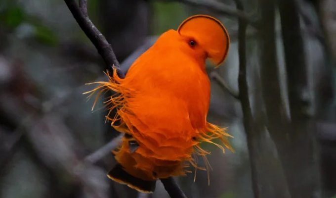 Гвианский петушок: птица, у которой нет лица. Вместо него — оранжевый диск (6 фото)