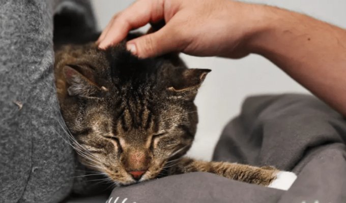 Кошку на пять недель "забыли" в закрытом магазине: как ей удалось выжить (3 фото + 1 видео)