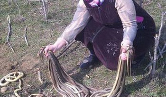 В Дагестане пенсионерка убила 80 змей, поселившихся на ее огороде (2 фото)