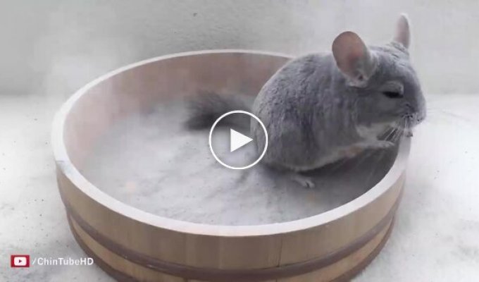 Шиншилла купается