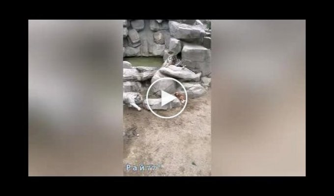 Тигры окружили собаку, заменившую им мать в китайском зоопарке