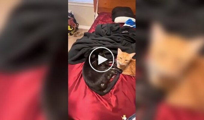 When you live with a black cat