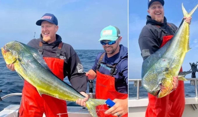 A large dorado: a fish with an unusual appearance and a terrible character (5 photos)