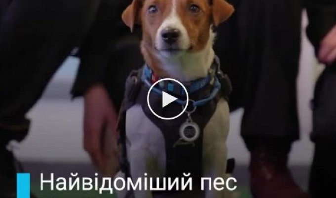 Пес Патрон стал первой в истории собакой, получившей титул Пса доброй воли от UNICEF Ukraine