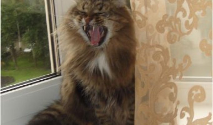 Зевающие коты (9 фотографий)