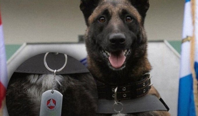 Грузинскому псу вручили медаль за спасение людей из-под завалов в Турции (5 фото)