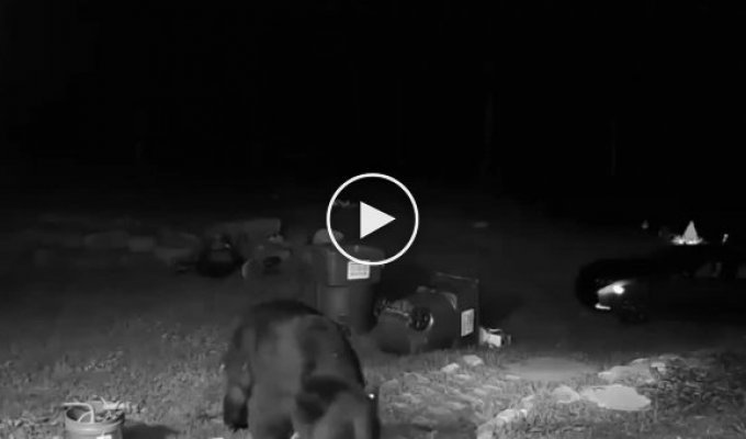 Бесстрашный домашний кот прогнал медведя со двора