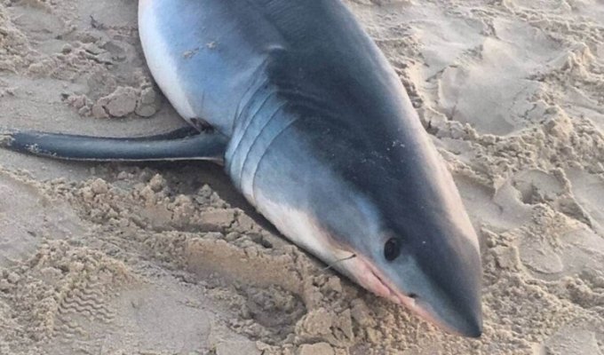 На пляже в Австралии были обнаружены десятки мёртвых акул (6 фото)