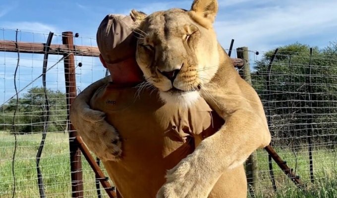 9-летняя львица обожает своего спасителя (5 фото)