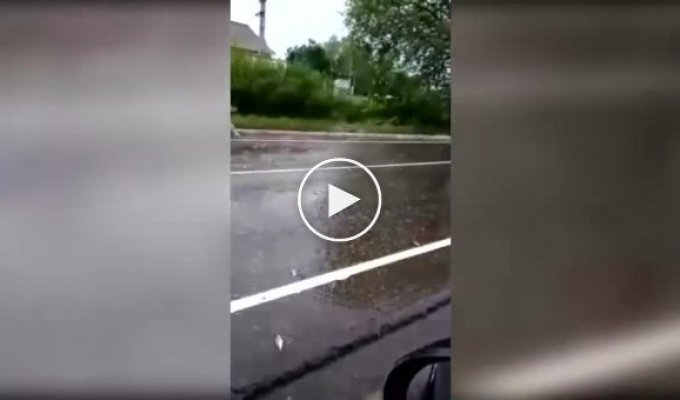 Рыбный дождь в Тверской области на проезжей части дороги откуда-то взялась рыба