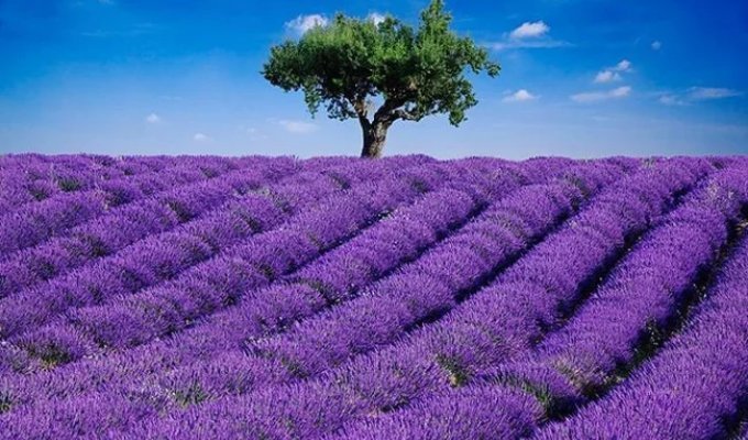 The most beautiful flower gardens and parks in the world (5 photos)