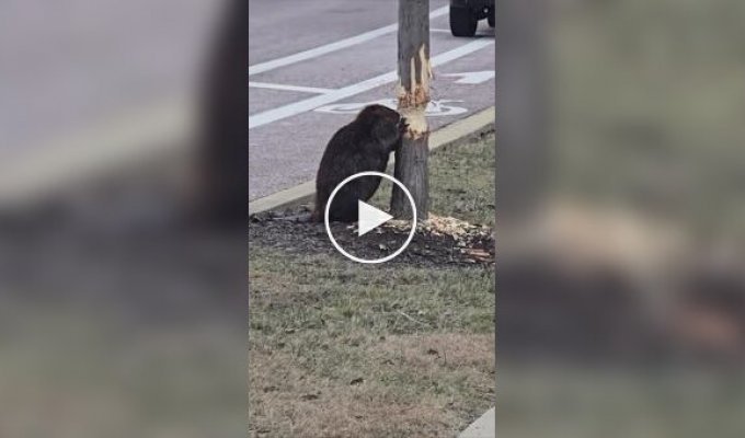 В Иллинойсе заметили бобра за «работой» у проезжей части