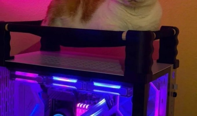 Gamer Asks Social Media How to Keep His Cat Off His PC Tower (9 Photos)