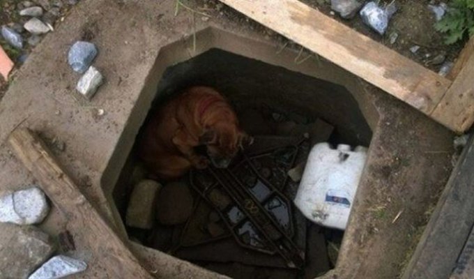 Спасение брошенной собаки (7 фото)