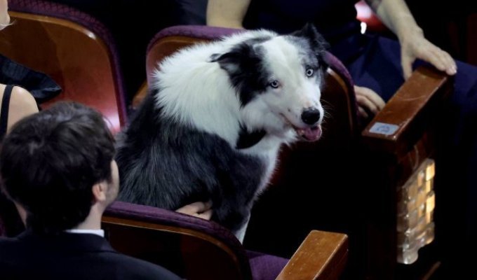 Dog Messi became the main star of the Oscars 2024 ceremony (photo + 3 videos)