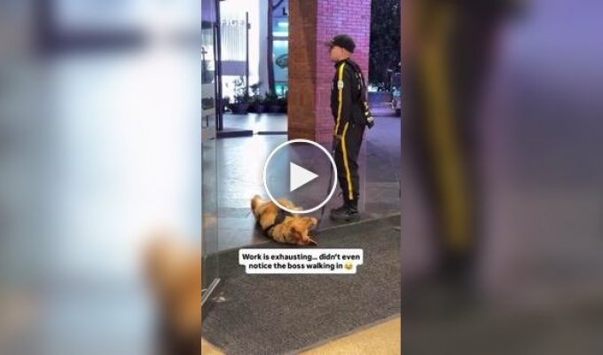 Отдыхающий на службе пес так уморился, что даже не заметил, как подошел босс
