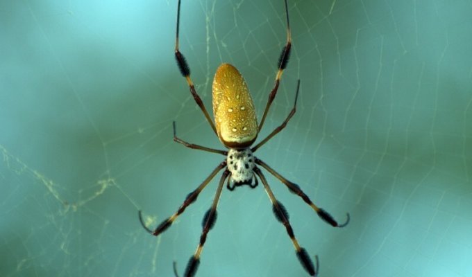 Десять самых ядовитых пауков в мире (11 фото)