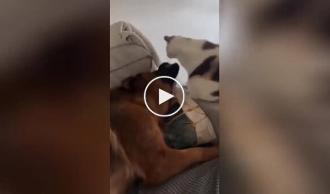 «Згинь!»: пес нокаутував нахабну кішку, що заважала йому відпочивати