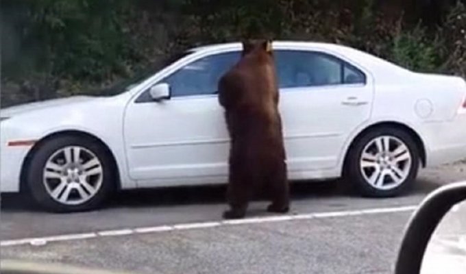 Любопытный медведь открыл дверь машины (5 фото)