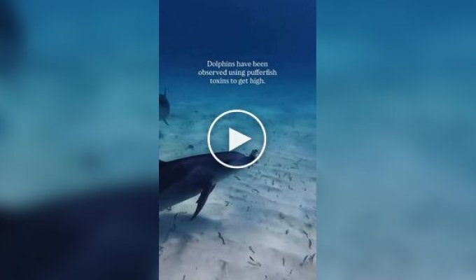 Коллективная наркомания дельфинов