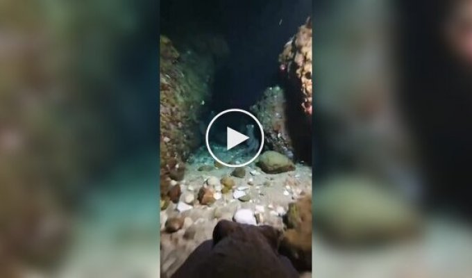Как же мало нам известно об осминогах