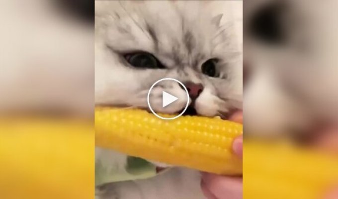 Пушистый любитель кукурузы
