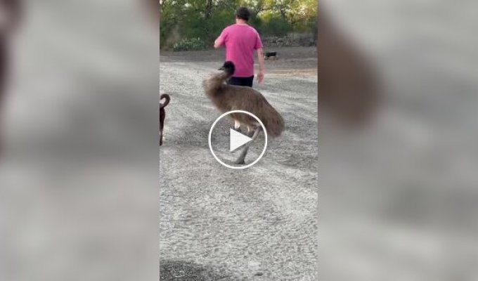 Из жизни эму