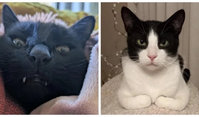 25 прикладів ідеальних котячих планів та бажань (26 фото)