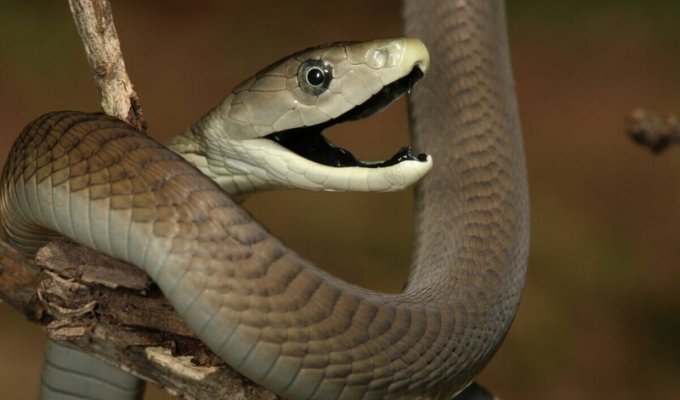 Самая ядовитая змея, черная мамба (3 фото + 1 видео)