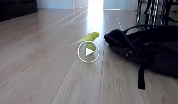 Попугай и теннисный мяч