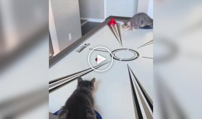 Cats appreciated the air hockey table